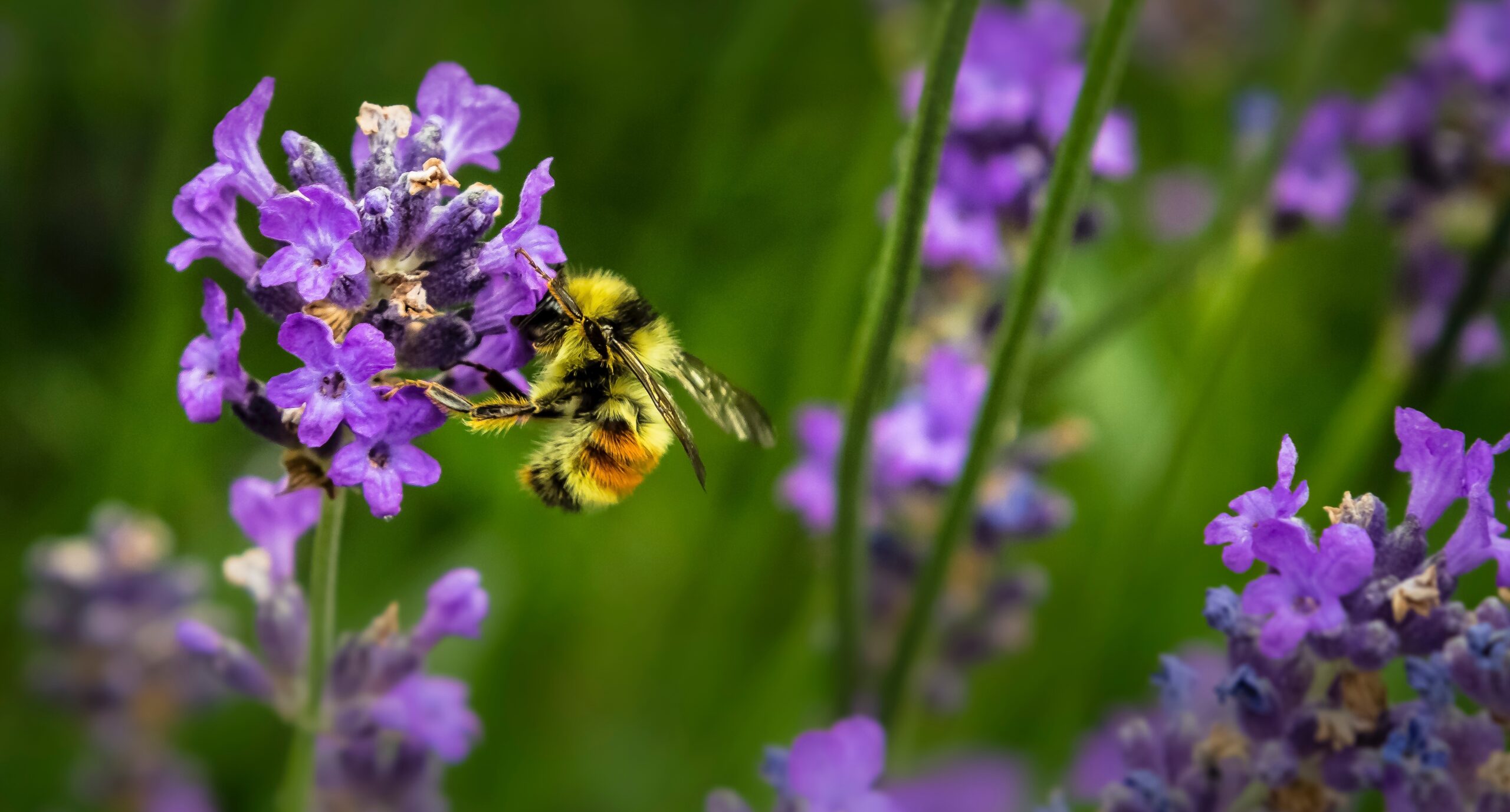 Bumblebee banner